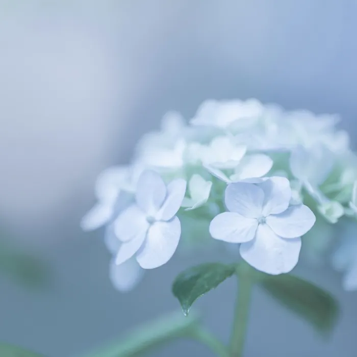 Airy Morning（いすむ）